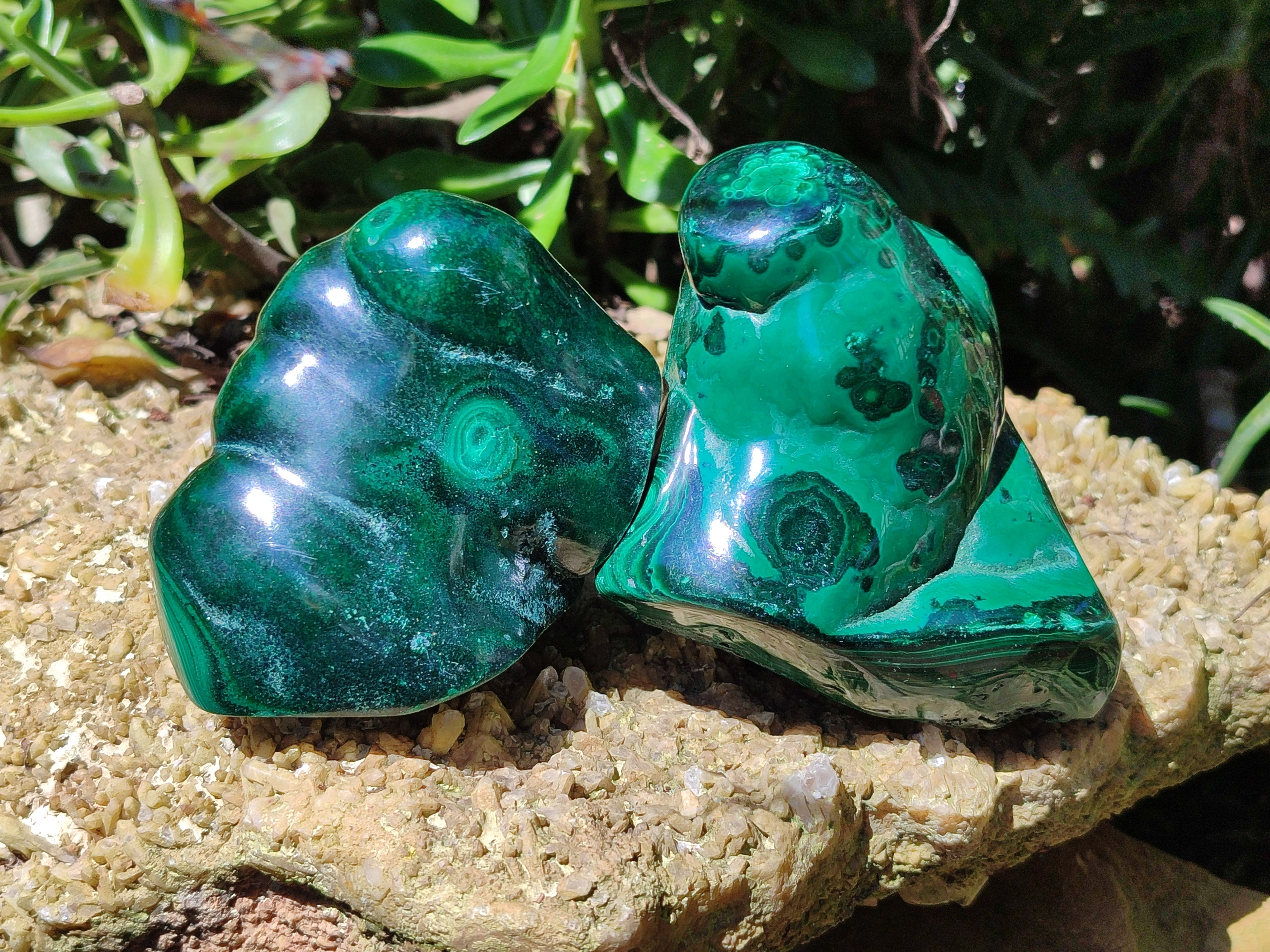 Polished Flower Banded Malachite Free Forms x 2 From Congo - Toprock Gemstones and Minerals 