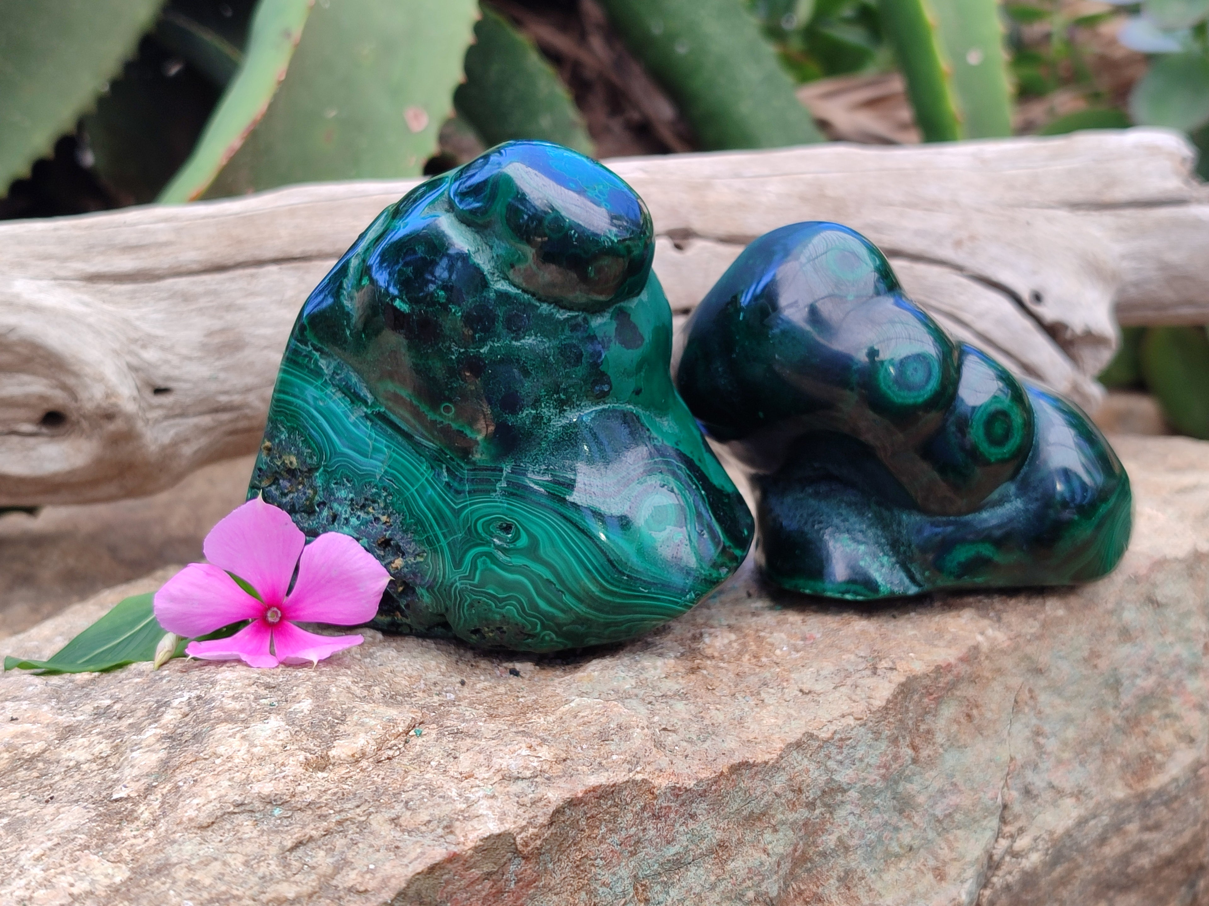 Polished Flower Banded Malachite Free Forms x 2 From Congo - Toprock Gemstones and Minerals 