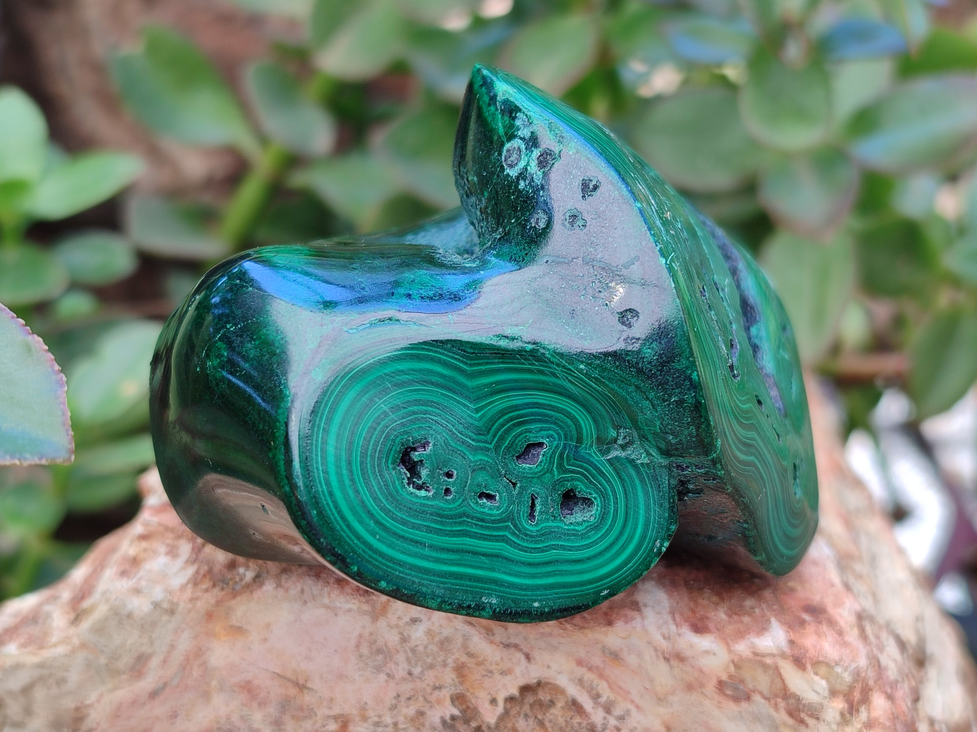 Polished Flower Banded Malachite Free Forms x 2 From Congo - Toprock Gemstones and Minerals 