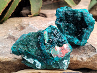 Natural Pair of Dioptase Cabinet Specimens x 2 from Likasi, Congo