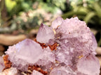 Natural Amethyst Spirit Quartz Clusters x 6 From Boekenhouthoek, South Africa - Toprock Gemstones and Minerals 