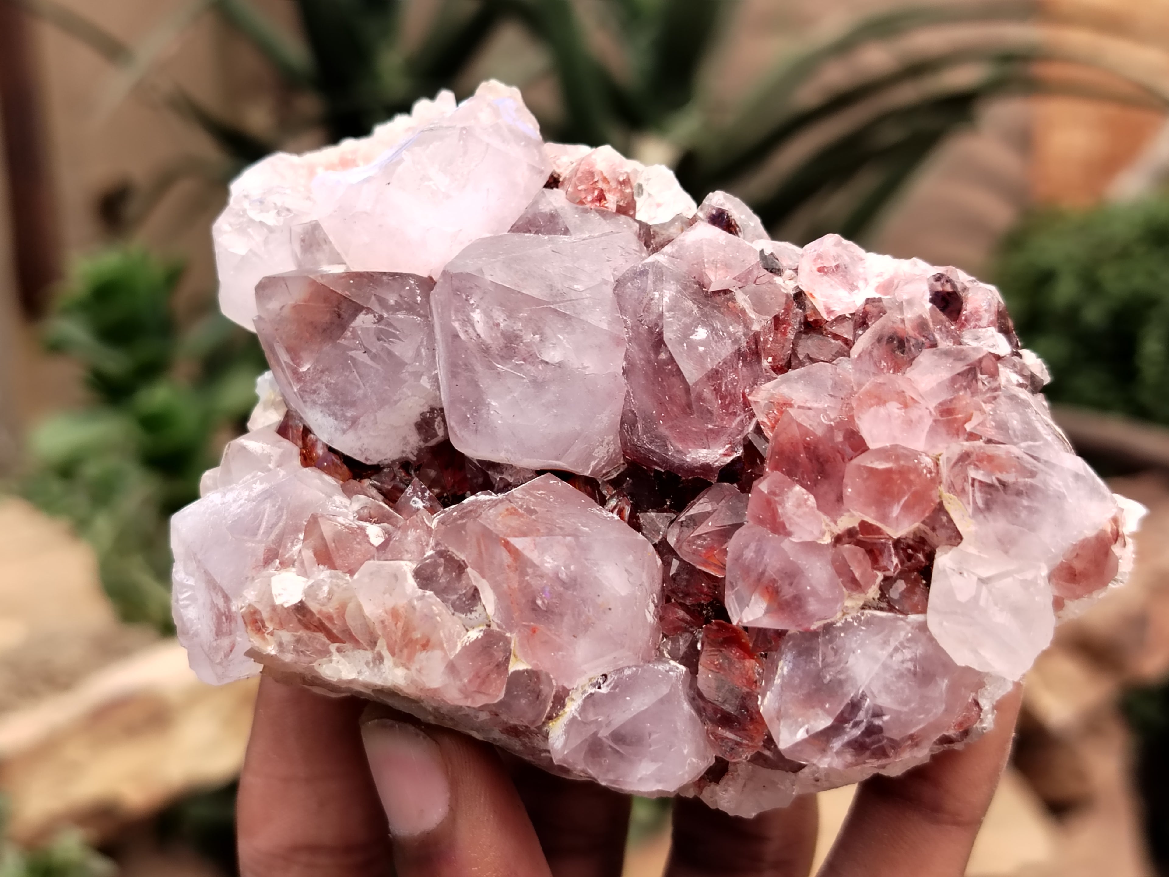 Natural Amethyst Spirit Quartz Clusters x 6 From Boekenhouthoek, South Africa - Toprock Gemstones and Minerals 