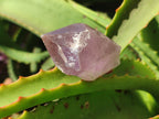 Natural Jacaranda Amethyst Quartz Crystals x 24 from Mumbwa, Zambia - Toprock Gemstones and Minerals 