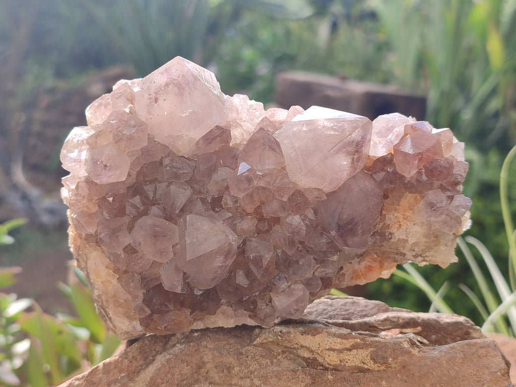 Natural Cactus Flower Spirit Quartz Clusters x 3 From Boekenhouthoek, South Africa - Toprock Gemstones and Minerals 