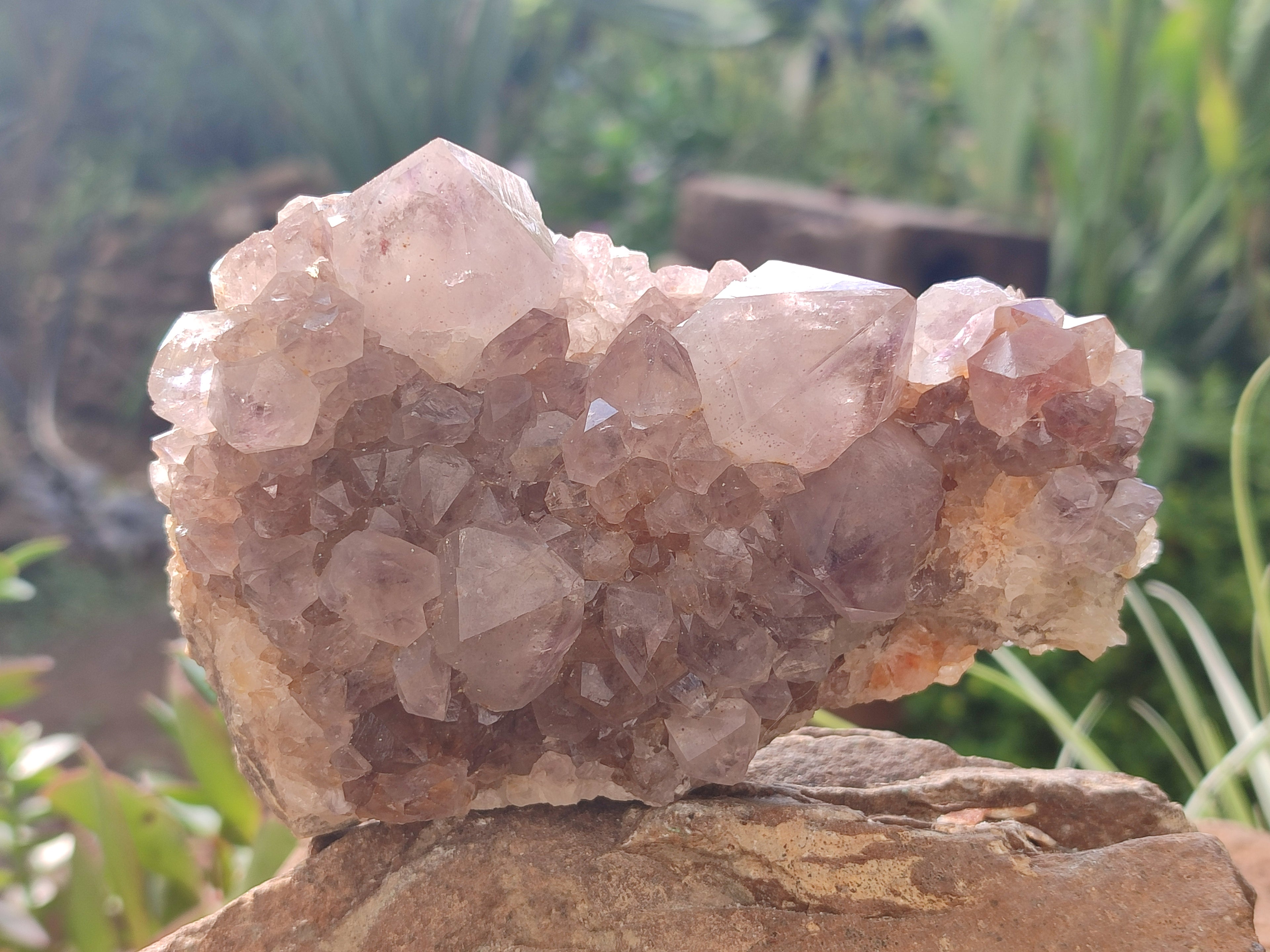 Natural Cactus Flower Spirit Quartz Clusters x 3 From Boekenhouthoek, South Africa - Toprock Gemstones and Minerals 