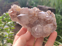 Natural Cactus Flower Spirit Quartz Clusters x 3 From Boekenhouthoek, South Africa