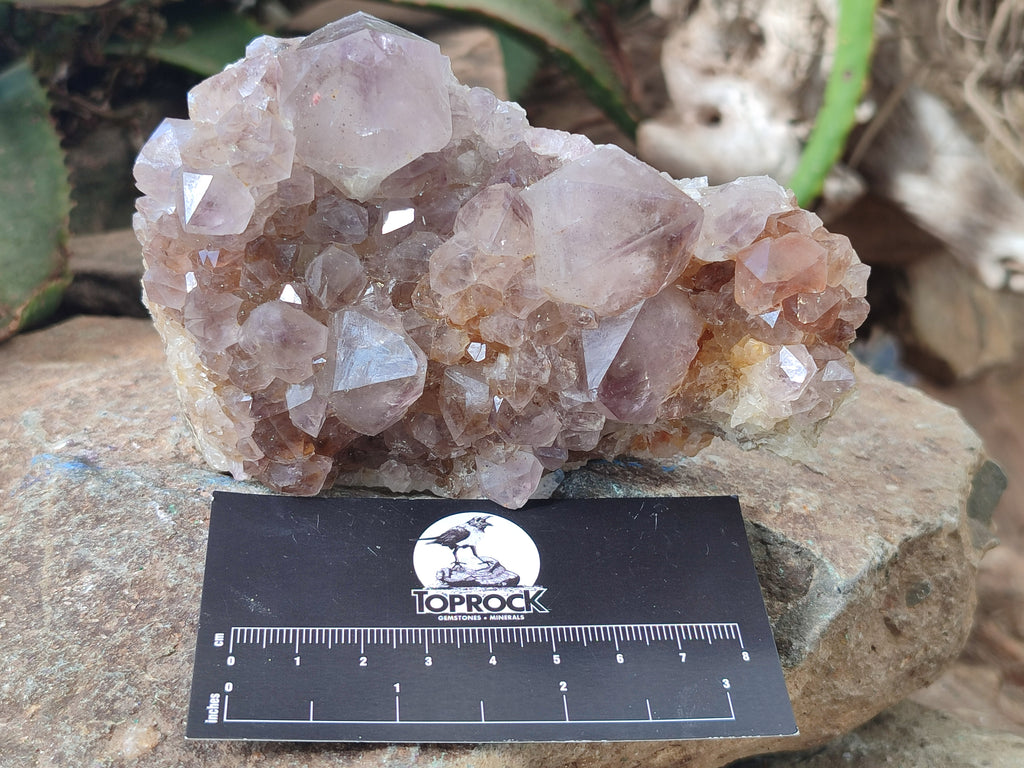 Natural Cactus Flower Spirit Quartz Clusters x 3 From Boekenhouthoek, South Africa - Toprock Gemstones and Minerals 