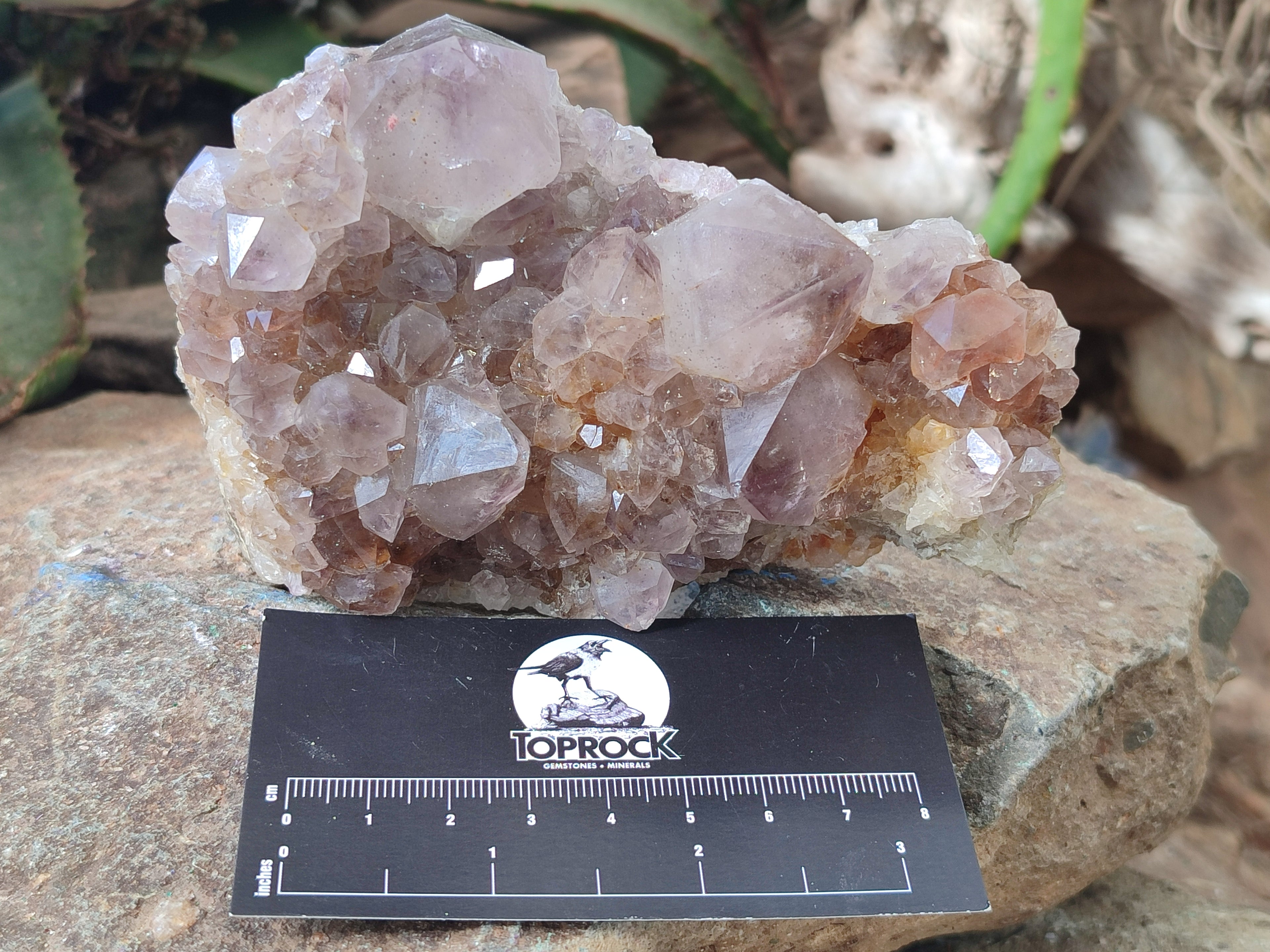 Natural Cactus Flower Spirit Quartz Clusters x 3 From Boekenhouthoek, South Africa - Toprock Gemstones and Minerals 