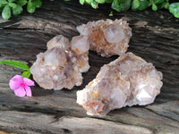 Natural Cactus Flower Spirit Quartz Clusters x 3 From Boekenhouthoek, South Africa