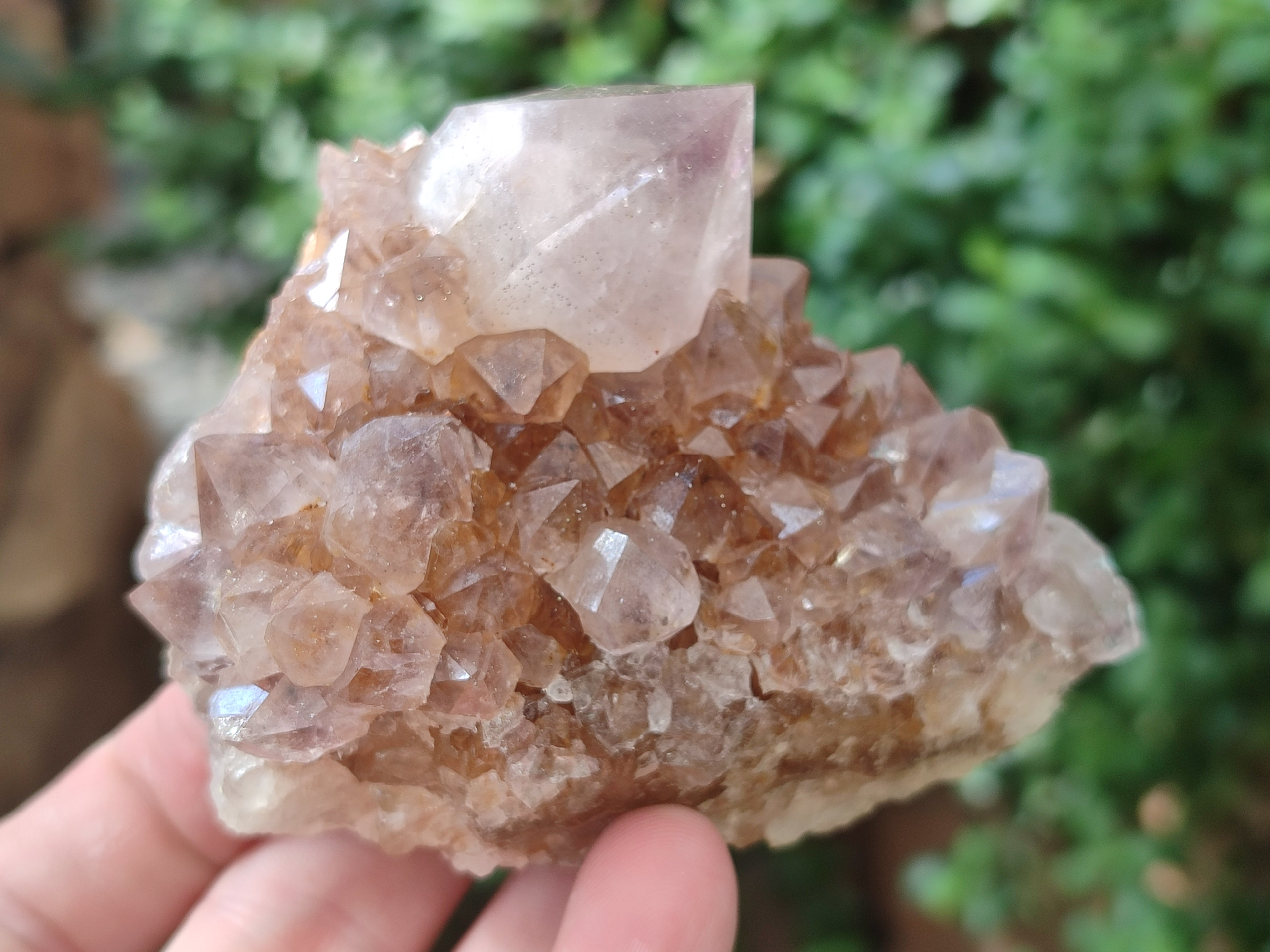 Natural Cactus Flower Spirit Quartz Clusters x 3 From Boekenhouthoek, South Africa - Toprock Gemstones and Minerals 