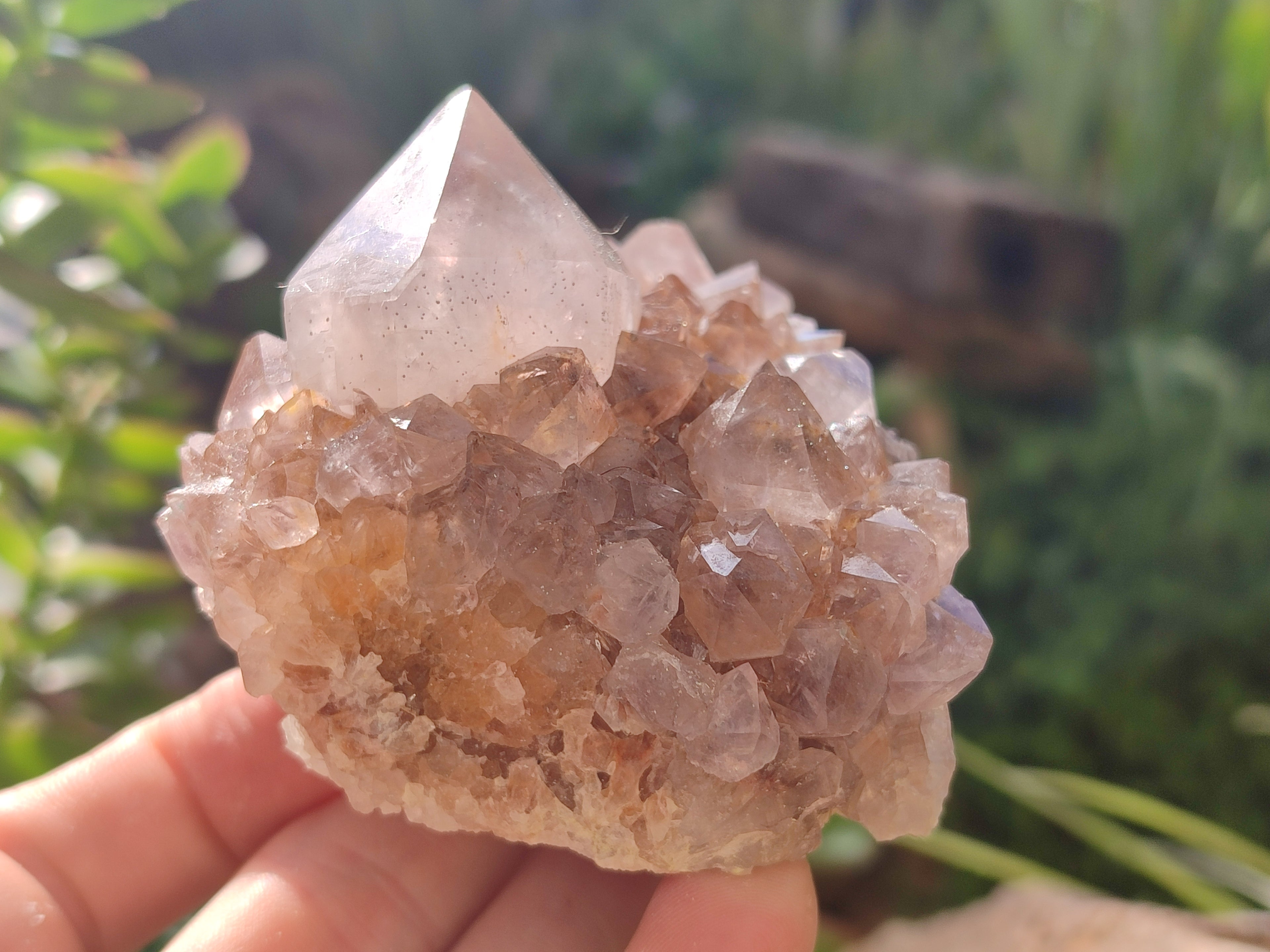 Natural Cactus Flower Spirit Quartz Clusters x 3 From Boekenhouthoek, South Africa - Toprock Gemstones and Minerals 