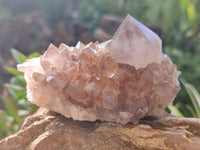 Natural Cactus Flower Spirit Quartz Clusters x 3 From Boekenhouthoek, South Africa