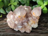 Natural Cactus Flower Spirit Quartz Clusters x 3 From Boekenhouthoek, South Africa