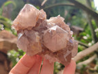 Natural Cactus Flower Spirit Quartz Clusters x 3 From Boekenhouthoek, South Africa - Toprock Gemstones and Minerals 
