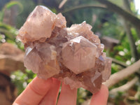 Natural Cactus Flower Spirit Quartz Clusters x 3 From Boekenhouthoek, South Africa