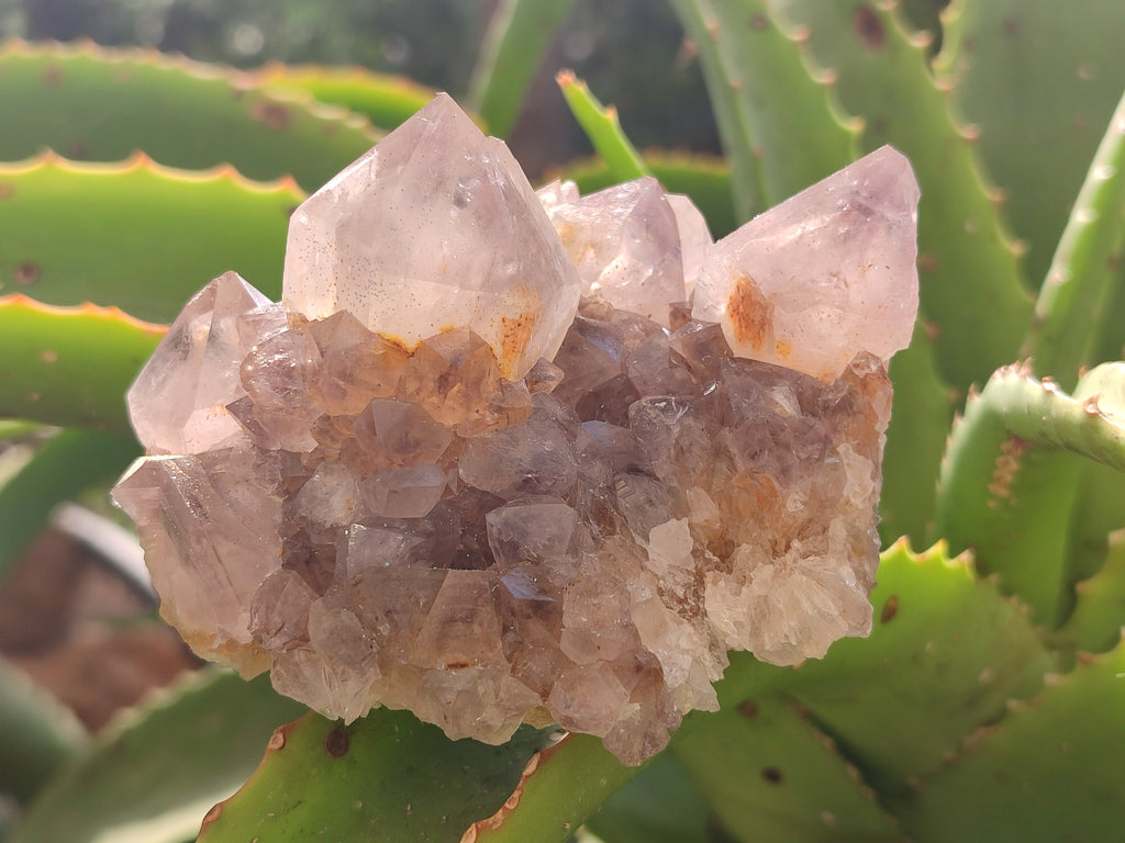 Natural Cactus Flower Spirit Quartz Clusters x 3 From Boekenhouthoek, South Africa - Toprock Gemstones and Minerals 