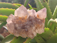 Natural Cactus Flower Spirit Quartz Clusters x 3 From Boekenhouthoek, South Africa