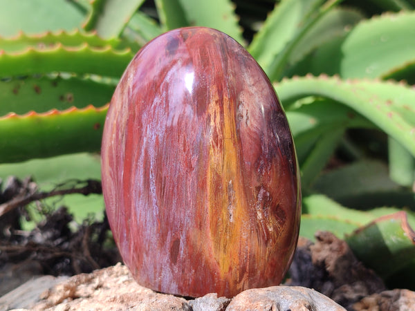 Polished Podocarpus Petrified Wood Standing Free Forms x 6 From Mahajanga, Madagascar - Toprock Gemstones and Minerals 