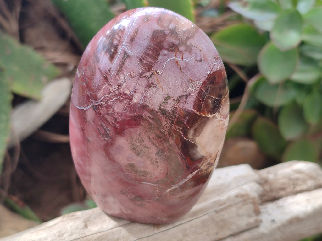 Polished Podocarpus Petrified Wood Standing Free Forms x 6 From Mahajanga, Madagascar - Toprock Gemstones and Minerals 