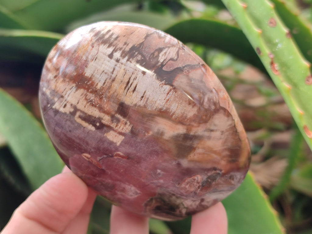 Polished Podocarpus Petrified Wood Standing Free Forms x 6 From Mahajanga, Madagascar - Toprock Gemstones and Minerals 