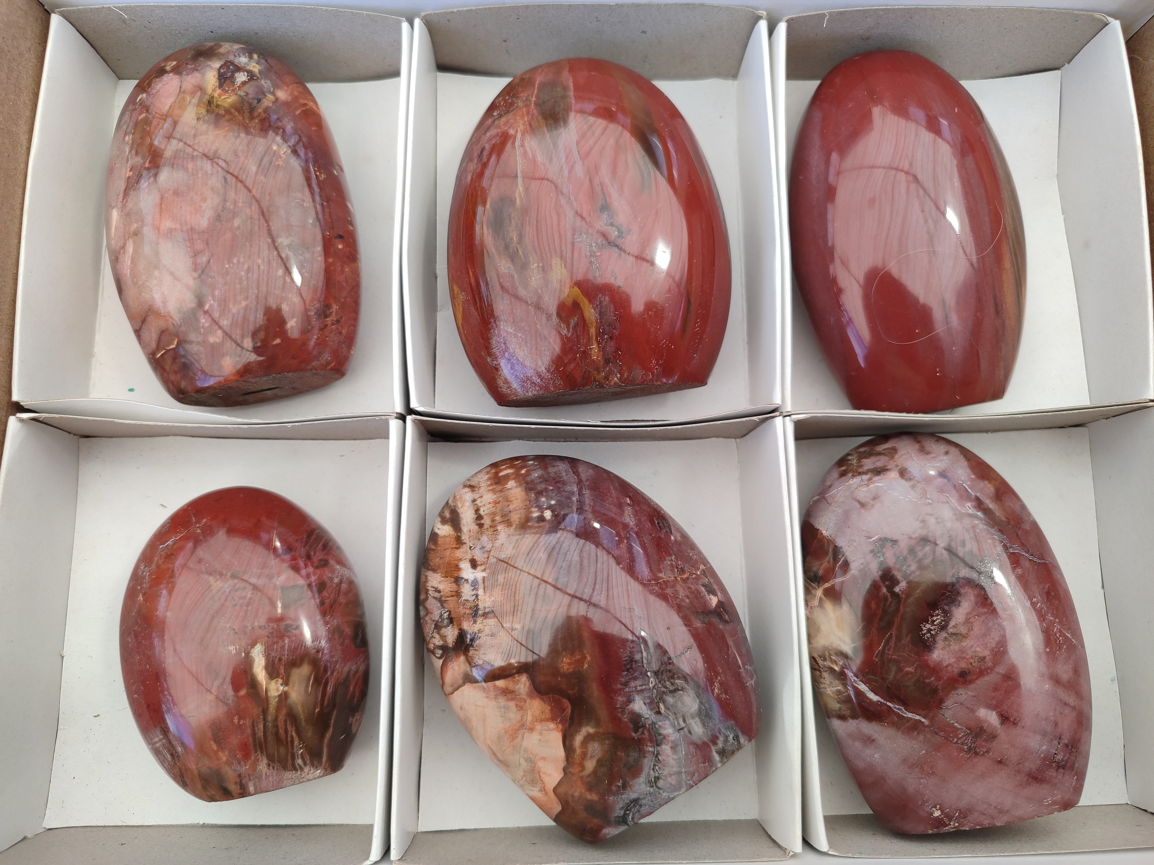 Polished Podocarpus Petrified Wood Standing Free Forms x 6 From Mahajanga, Madagascar - Toprock Gemstones and Minerals 