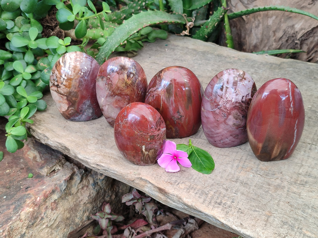Polished Podocarpus Petrified Wood Standing Free Forms x 6 From Mahajanga, Madagascar - Toprock Gemstones and Minerals 