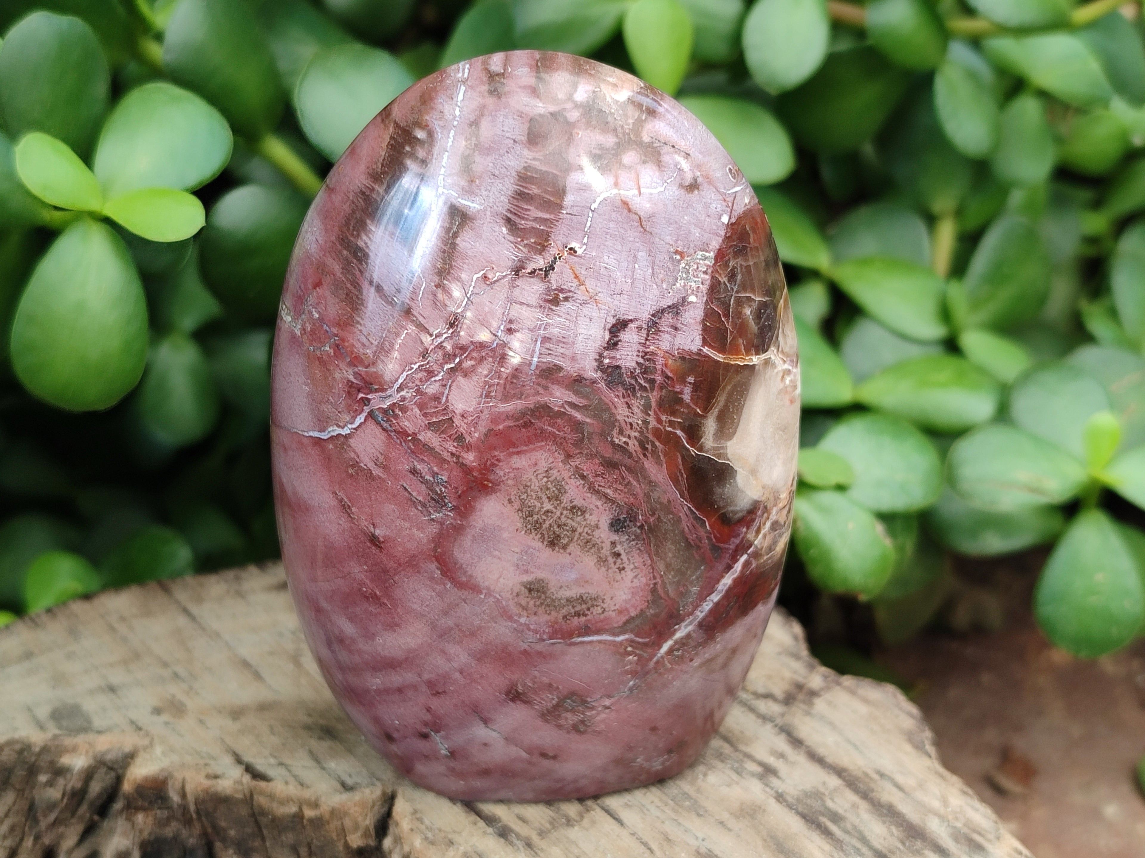 Polished Podocarpus Petrified Wood Standing Free Forms x 6 From Mahajanga, Madagascar - Toprock Gemstones and Minerals 