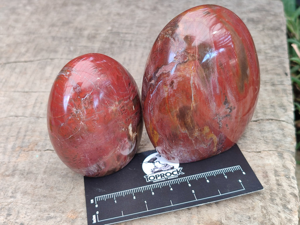 Polished Podocarpus Petrified Wood Standing Free Forms x 6 From Mahajanga, Madagascar - Toprock Gemstones and Minerals 