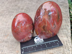 Polished Podocarpus Petrified Wood Standing Free Forms x 6 From Mahajanga, Madagascar - Toprock Gemstones and Minerals 