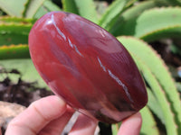 Polished Podocarpus Petrified Wood Standing Free Forms x 6 From Mahajanga, Madagascar - Toprock Gemstones and Minerals 