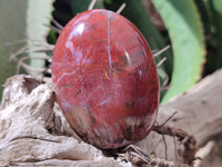 Polished Podocarpus Petrified Wood Standing Free Forms x 6 From Mahajanga, Madagascar - Toprock Gemstones and Minerals 