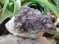 Natural Brandberg Sceptre Cascading Window Quartz x 1 from Brandberg Mountain, Namibia