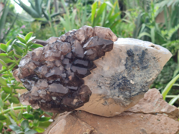 Natural Brandberg Sceptre Cascading Window Quartz x 1 from Brandberg Mountain, Namibia