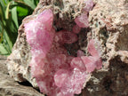 Natural Rare Rhodocalcite Specimen x 1 From Congo - Toprock Gemstones and Minerals 