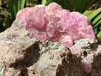 Natural Rare Rhodocalcite Specimen x 1 From Congo - Toprock Gemstones and Minerals 