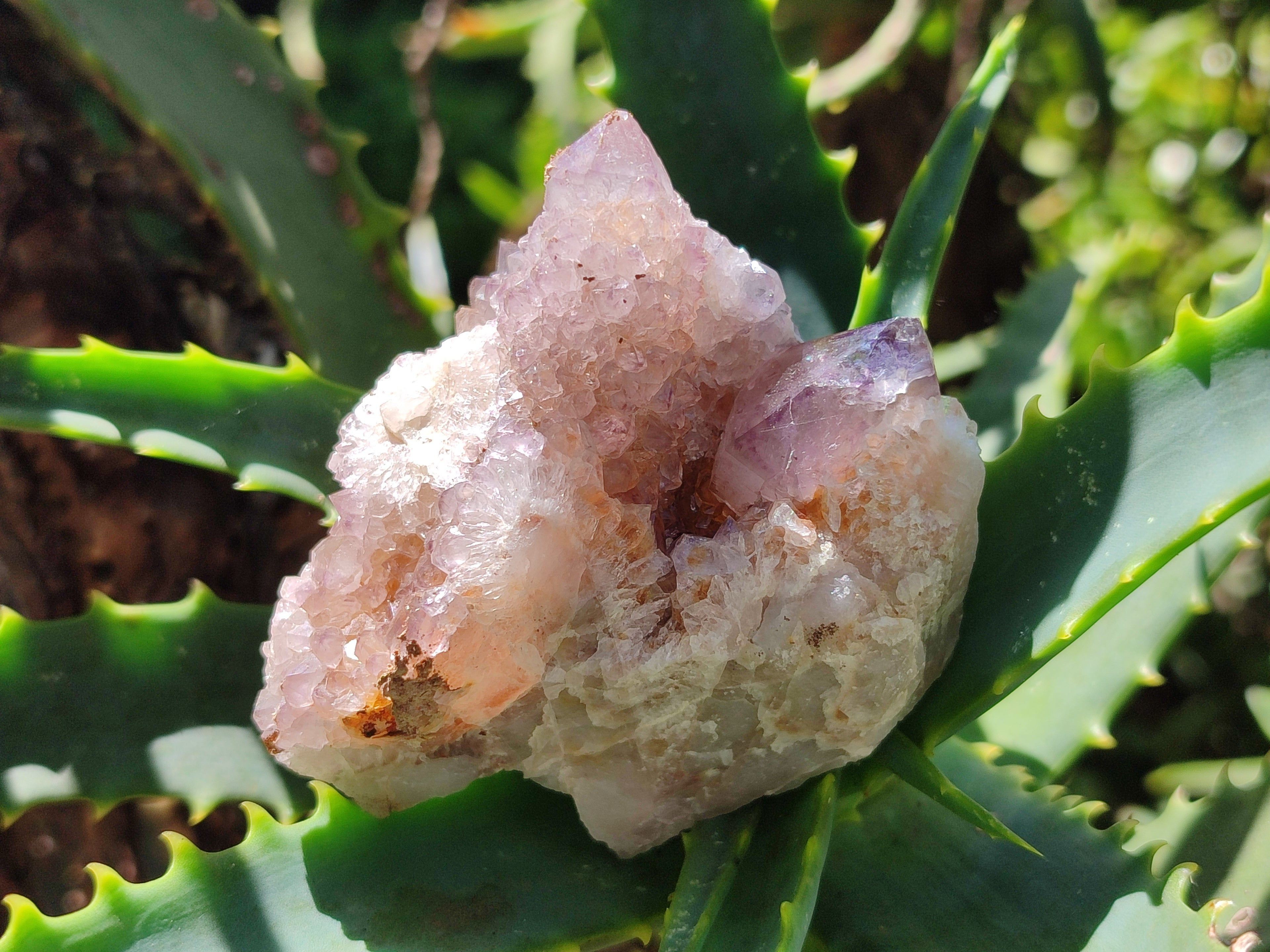 Natural Amethyst Spirit Quartz Clusters x 6 From Boekenhouthoek, South Africa - Toprock Gemstones and Minerals 