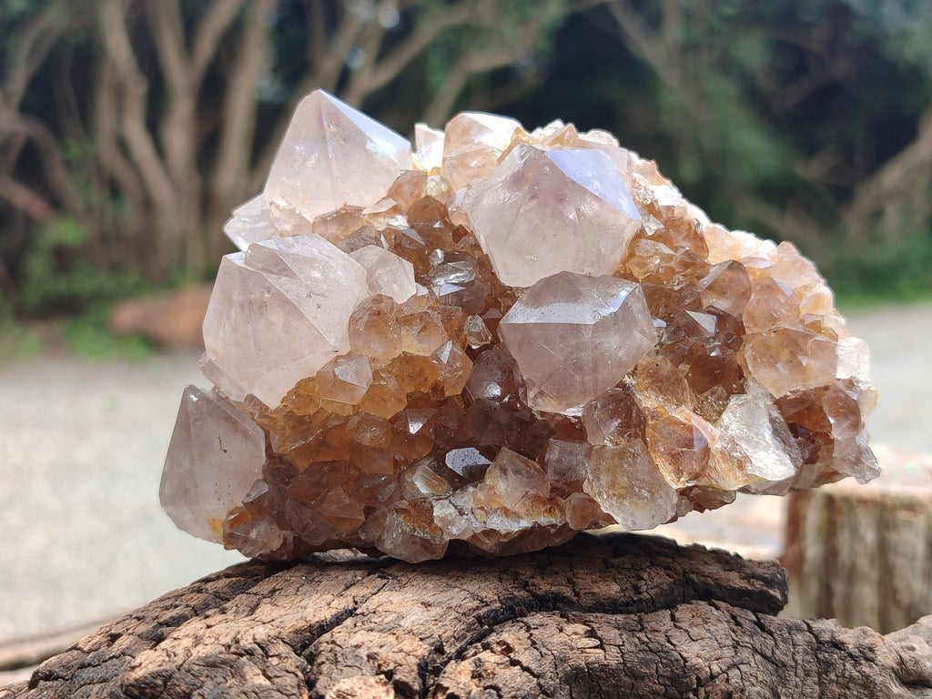 Natural Spirit Quartz Clusters x 4 From Boekenhouthoek, South Africa - Toprock Gemstones and Minerals 