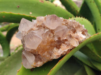 Natural Spirit Quartz Clusters x 4 From Boekenhouthoek, South Africa - Toprock Gemstones and Minerals 