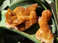 Natural Solar Golden Spirit Quartz Clusters x 6 From Boekenhouthoek, South Africa - Toprock Gemstones and Minerals 
