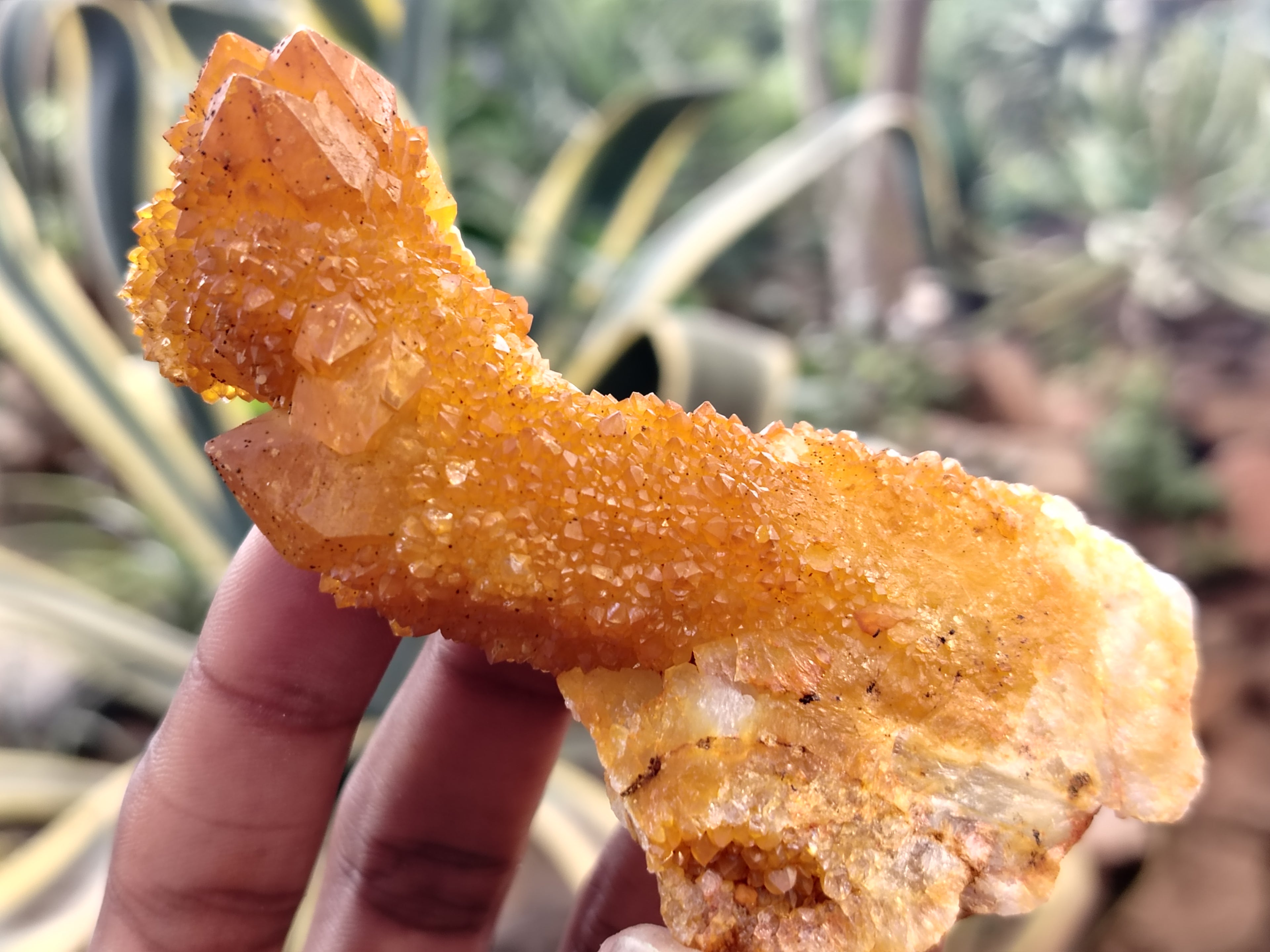 Natural Solar Golden Spirit Quartz Clusters x 6 From Boekenhouthoek, South Africa - Toprock Gemstones and Minerals 