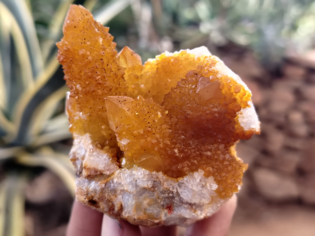 Natural Solar Golden Spirit Quartz Clusters x 6 From Boekenhouthoek, South Africa - Toprock Gemstones and Minerals 