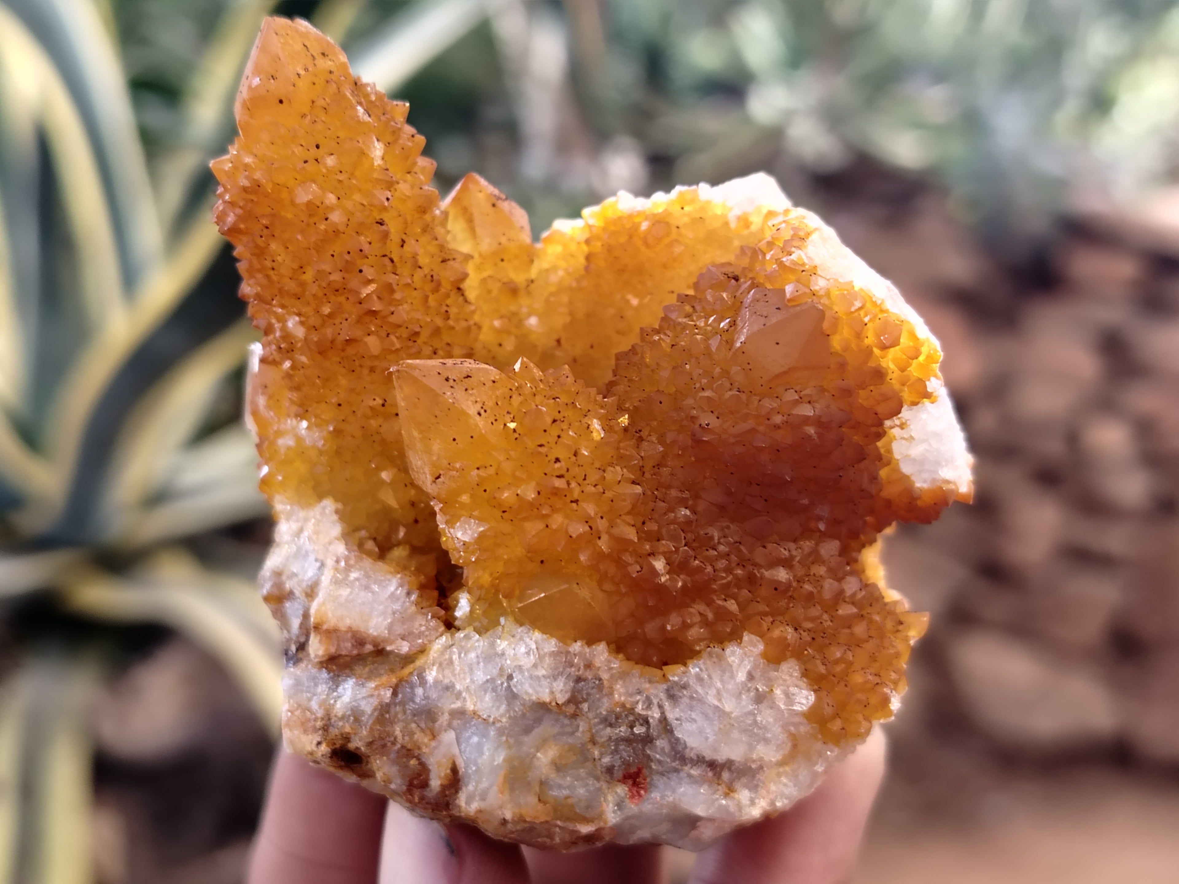 Natural Solar Golden Spirit Quartz Clusters x 6 From Boekenhouthoek, South Africa - Toprock Gemstones and Minerals 