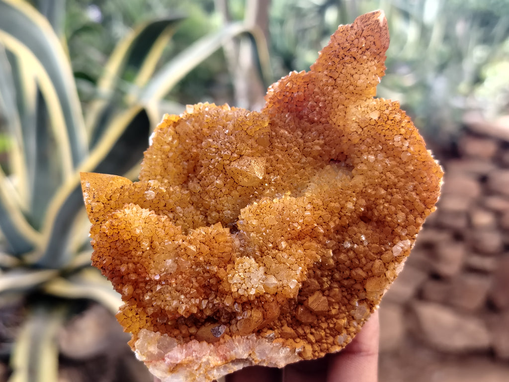 Natural Solar Golden Spirit Quartz Clusters x 6 From Boekenhouthoek, South Africa - Toprock Gemstones and Minerals 