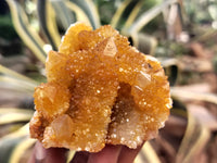 Natural Solar Golden Spirit Quartz Clusters x 6 From Boekenhouthoek, South Africa - Toprock Gemstones and Minerals 