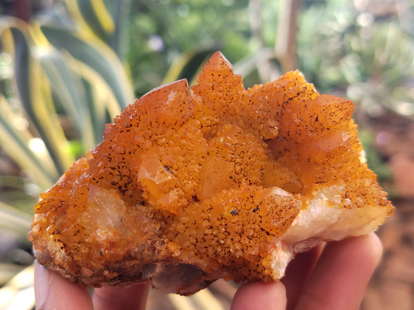 Natural Solar Golden Spirit Quartz Clusters x 6 From Boekenhouthoek, South Africa - Toprock Gemstones and Minerals 