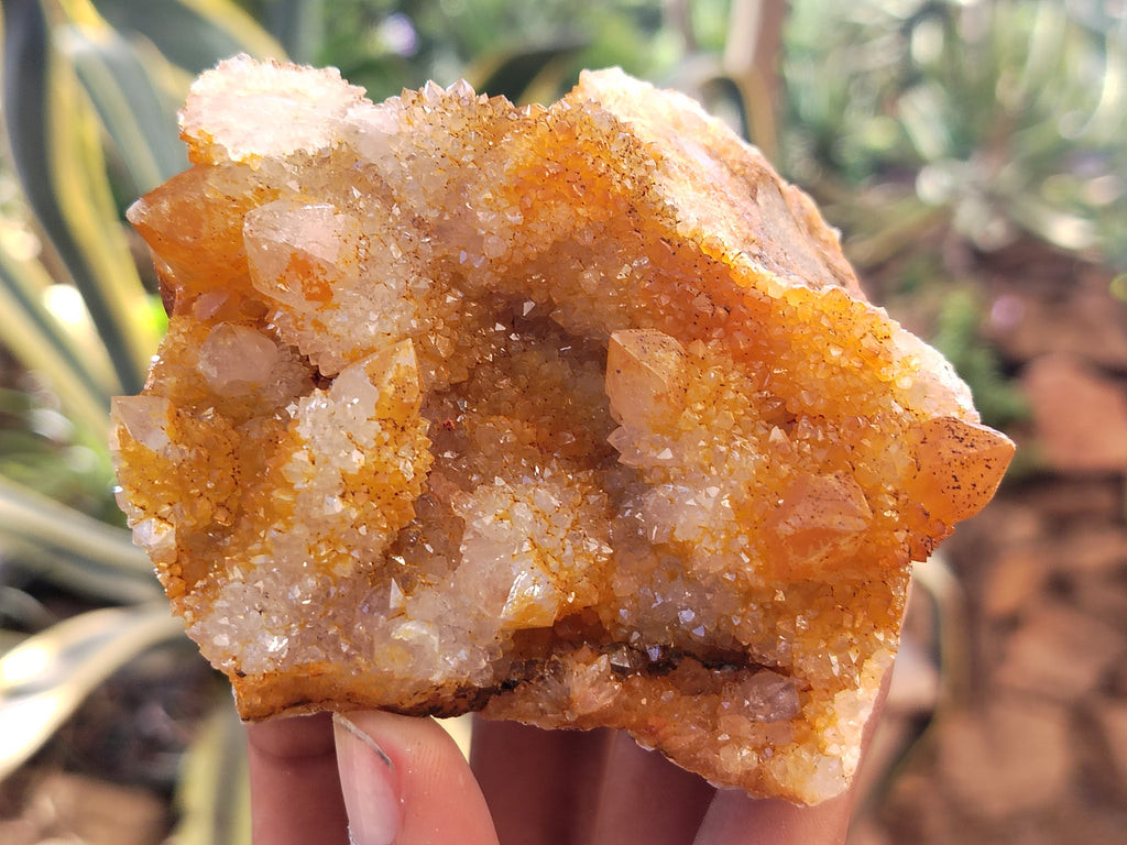 Natural Solar Golden Spirit Quartz Clusters x 6 From Boekenhouthoek, South Africa - Toprock Gemstones and Minerals 