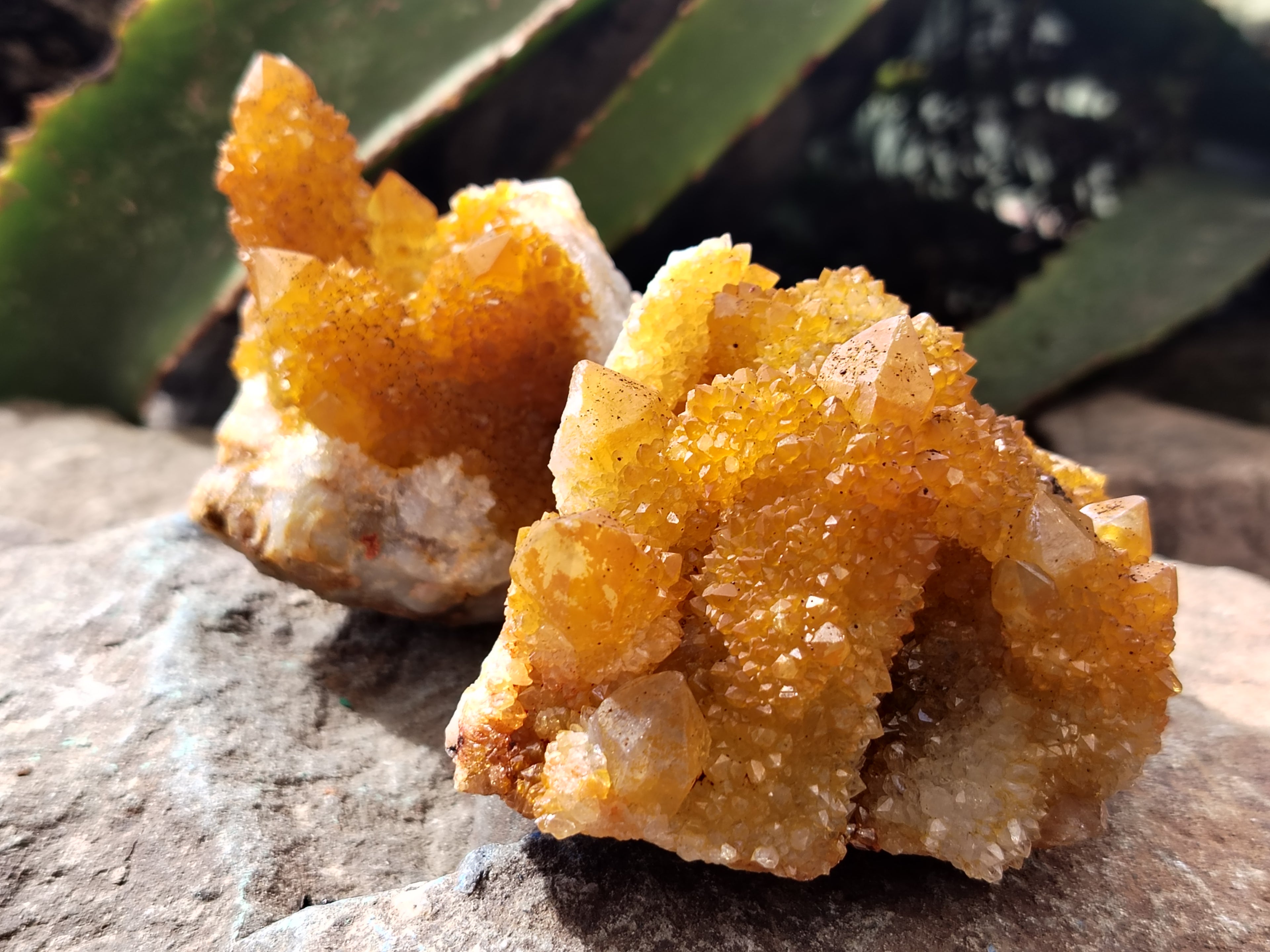 Natural Solar Golden Spirit Quartz Clusters x 6 From Boekenhouthoek, South Africa - Toprock Gemstones and Minerals 
