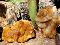 Natural Solar Golden Spirit Quartz Clusters x 6 From Boekenhouthoek, South Africa - Toprock Gemstones and Minerals 