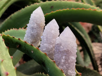Natural Spirit Quartz Crystals x 95 From Boekenhouthoek, South Africa - Toprock Gemstones and Minerals 