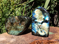 Polished Labradorite Standing Free Forms x 2 From Tulear, Madagascar - Toprock Gemstones and Minerals 